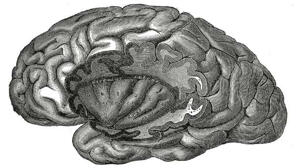 Le cortex insulaire, ici au milieu de la coupe, est impliqué dans de nombreuses fonctions, notamment l'aptitude à la dépendance ou à la conscience. © Henry Gray, <em>Gray's Anatomy</em> DP