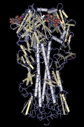 L'hémagglutinine, ici représentée dans sa structure moléculaire simplifiée en 3 dimensions, est le fameux H de H5N1 ou H1N1. Cette protéine de surface du virus est l'antigène utilisé actuellement pour les vaccins contre la grippe saisonnière. Bientôt, elle pourrait être remplacée par M2. © <em>US National Institute of Health</em>, Wikipedia, cc by sa 3.0