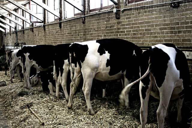 Selon l'étude d'AgroParisTech, les animaux se nourrissant de produits génétiquement modifiés ne risquent rien. © akseez, Flickr, cc by nc sa 2.0