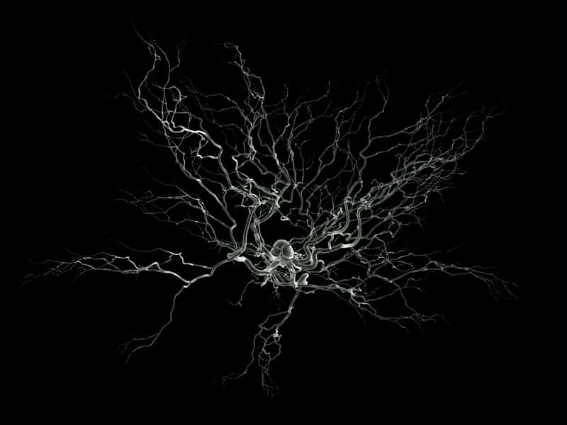 Vue d'artiste d'un neurone en microscopie électronique à balayage. Le cœur du neurone est au centre tandis que tous les filaments permettent les connexions avec les cellules alentour. © 2003 Nicolas P. Rougier, Wikipedia, GNU