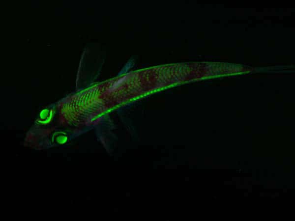 Photographie d'un poisson appartenant à l'espèce <em>Chlorophthalmus agassizi </em>capable de produire de la bioluminescence. Le nom de genre <em>Chlorophtalmus</em> fait référence aux yeux verts de ces poissons dans le noir. © NOAA