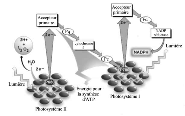Schéma montrant les mouvements d'électrons durant la photosynthèse. Carolyn Lubner et son équipe ont remplacé la NADP réductase par une enzyme H<sub>2</sub>ase qui associe les électrons à des ions hydrogènes pour former de l'hydrogène moléculaire. © A<a id="N1054A">dapté de Cocks &amp; Frans (2004)</a>