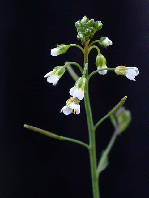 <em>Arabidopsis thaliana</em>, un des modèles les plus utilisés en biologie végétale. © --tico--, Flickr, cc by nc nd 2.0