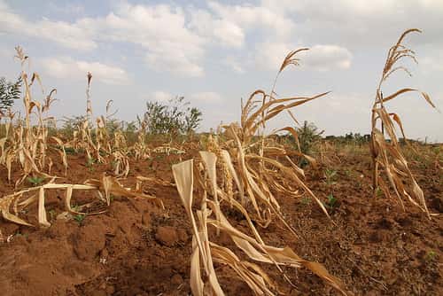 Champ de maïs luttant contre la sécheresse, en Afrique. © Giro555, Flickr, cc by sa 2.0