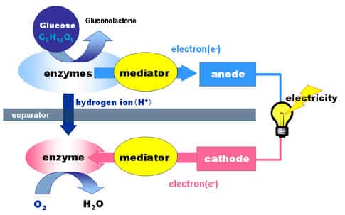 Schéma de fonctionnement de la biobatterie de Sony. La production d’énergie est générée par la décomposition des molécules de sucre. © Sony