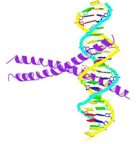 La protéine CREB1, ici représentée dans sa structure tridimensionnelle (en violet), régule le vieillissement cérébral en initiant une cascade de réactions. Sa synthèse se réalise lors d'un régime hypocalorique. © ProteinBoxBot, Wikipédia, DP