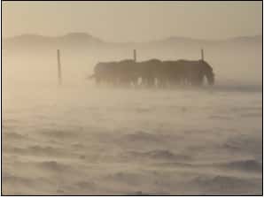 Photographie prise durant l'hiver 2009-2010 dans la réserve de Gobi en Mongolie. Les conditions climatiques ont été rudes. Elles ont causé la mort de 60 % de la population des chevaux de Przewalski. © O. Ganbaatar, N. Altansukh et G. Nisekhuu, <em>Plos One</em> 