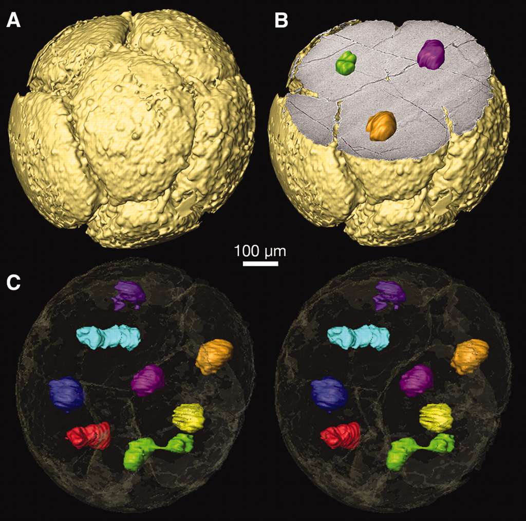 Images de l'un des amas cellulaires fossiles réalisées grâce à la tomographie à rayons X. A : représentation tridimensionnelle en vue externe. Six cellules sont visibles. B : une coupe dans l'amas révèle 3 noyaux. C : tous les noyaux sont visibles. Celui de couleur verte est en cours de division. Grossissement : 4.405 fois. © Huldtgren <em>et al.</em>, 2011, <em>Science</em>