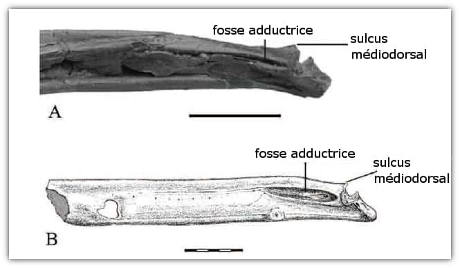 Caractères supposés distinctifs de la mandibule de <em>Samrukia nessovi</em> qui sont en fait des caractères de ptérosaures. A : <em>S. nessovi</em> (d’après Naish <em>et al.</em>, 2011) ; B : <em>Santanadactylus araripensis</em> (d’après Wellnhofer, 1985). Échelle : 50 mm. © Buffetaut 2011, <em>Annales de Paléontologie</em>