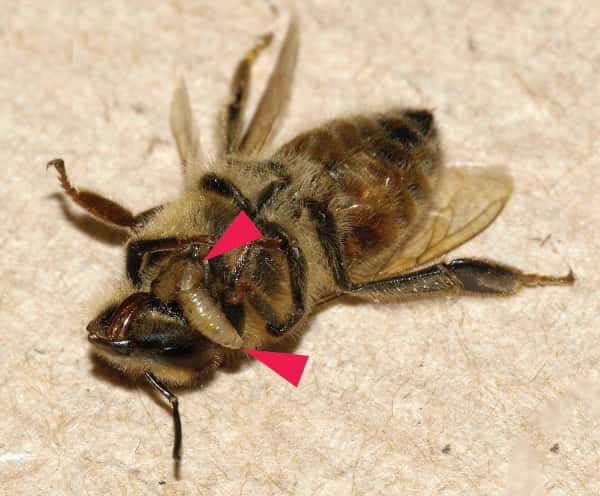 Deux larves d'<em>Apocephalus borealis</em> sortant du corps d'une abeille domestique (<em>Apis mellifera</em>). © Core <em>et al.</em> 2012, <em>Plos One</em>