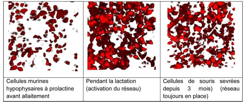 Ces illustrations montrent l'effet de l'allaitement sur les cellules hypophysaires excrétrices de prolactine. Le réseau se forme à l'allaitement et se maintient après le sevrage de la portée. © David Hodson, <em>Nature comunications</em>