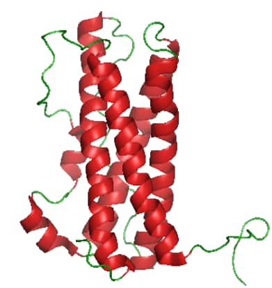 La prolactine, dont on voit ici la structure tridimensionnelle, est sécrétée par la partie antérieure de l'hypophyse  et intervient dans la croissance mammaire et la stimulation de la synthèse du lait chez les mammifères. © BorisTM, DP