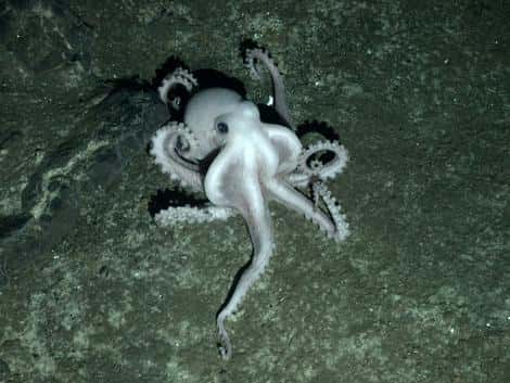 Cette pieuvre a été épiée par un engin sous-marin télécommandé à 2.400 mètres de profondeur sur la dorsale de Scotia (océan Austral). Il s'agit d'un des nombreux clichés pris durant une expédition menée à bord du <em>RRS James Cook</em>. © <em>University of Oxford</em>