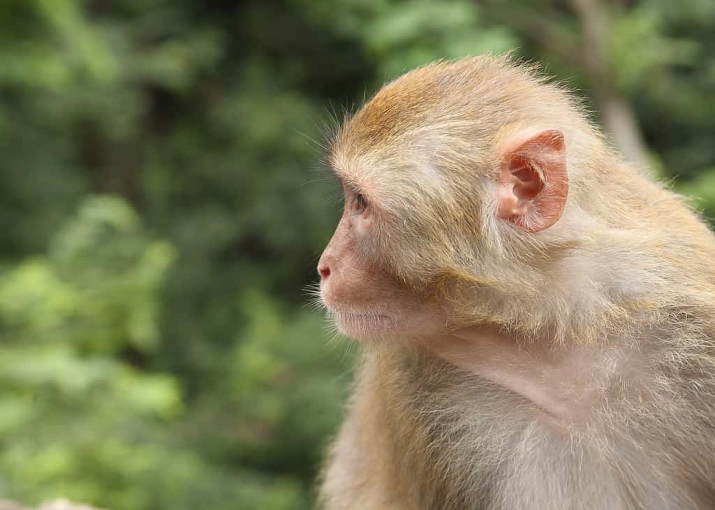 Le macaque rhésus <em>Macaca mulatta</em>, utilisé pour cette expérience de vaccin contre le Sida, a souvent joué les rôles de cobaye. Le rhésus des groupes sanguins vient de ce petit singe, sur lequel on l'a découvert. © Ssppeeeeddyy, Flickr, cc by sa 2.0
