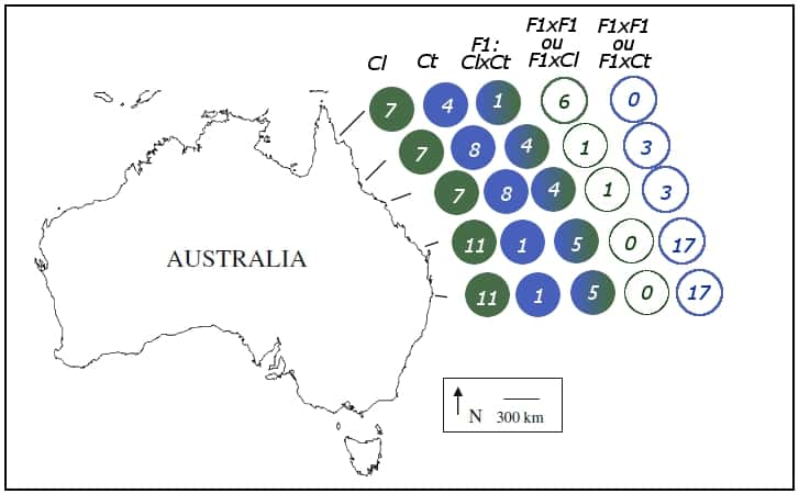 Individus hybrides et purs retrouvés le long de la côte est de l'Australie. <em>Ct</em> : <em>C. tolstoni ; Cl : </em><em>C. limbatus. © </em>Morgan <em>et al. </em>2011<em>, Conservation Genetics - </em>adaptation Futura-Sciences