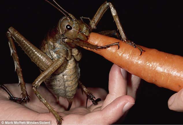 Le <a href="//www.futura-sciences.com/fr/news/t/zoologie/d/en-bref-le-weta-geant-plus-gros-insecte-du-monde-mange-des-carottes_35241/" title="Le weta géant, plus gros insecte du monde, mange des carottes" target="_blank">weta</a>, un énorme insecte découvert en 2011 sur l’île Little Barrier, en Nouvelle-Zélande. Ou la preuve qu'il reste un très grand nombre d'espèces à découvrir. © Mark Moffett/Minden/Solent