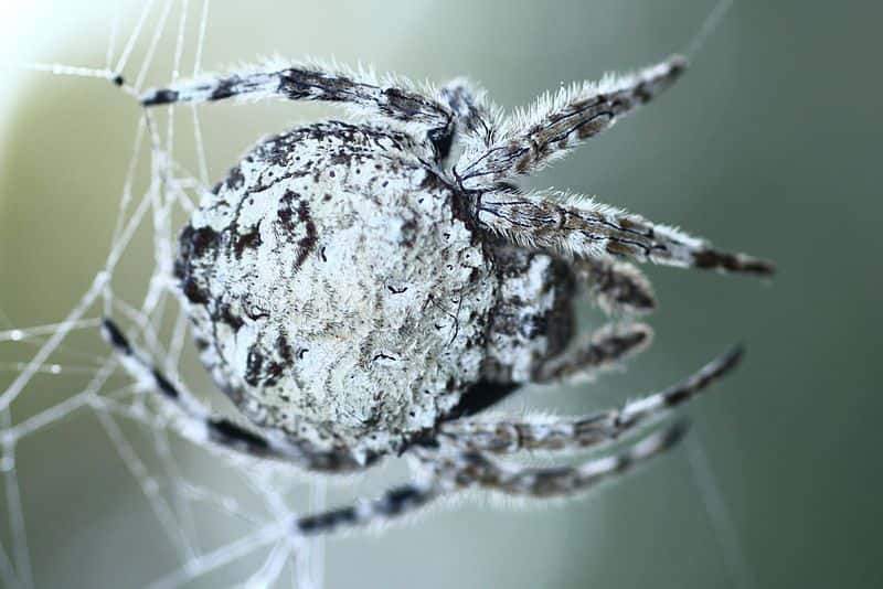 L'araignée Darwin (<em>Caerostris darwini</em>) produit la soie la plus résistante au monde. © GalliasM, Wikipédia, cc0 1.0
