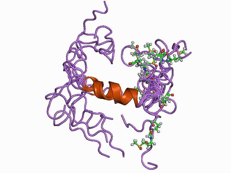 La protéine beta-amyloïde, représentée ici en 3D, est impliquée dans l'apparition des plaques amyloïdes, responsables du déclin des performances cognitives. © <em>Jawahar Swaminathan, European Bioinformatics Institute</em>, DP