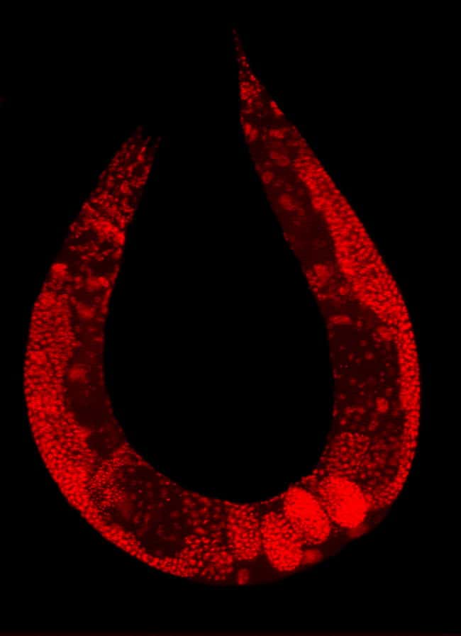 Le ver <em>C. elegans</em> est souvent utilisé au laboratoire, notamment pour tenter de comprendre le développement embryonnaire ou le vieillissement cellulaire. © <em>Plos</em>