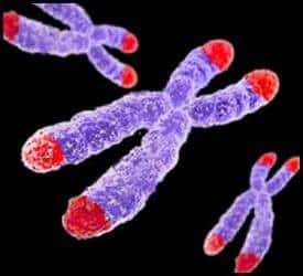 Les télomères (en rouge) protègent l'extrémité des chromosomes. Leur taille, qui diminue à chaque division cellulaire, joue un rôle dans diverses maladies ou cancers. Ils font donc l'objet de nombreuses recherches. © UBC, Université de la Colombie britannique