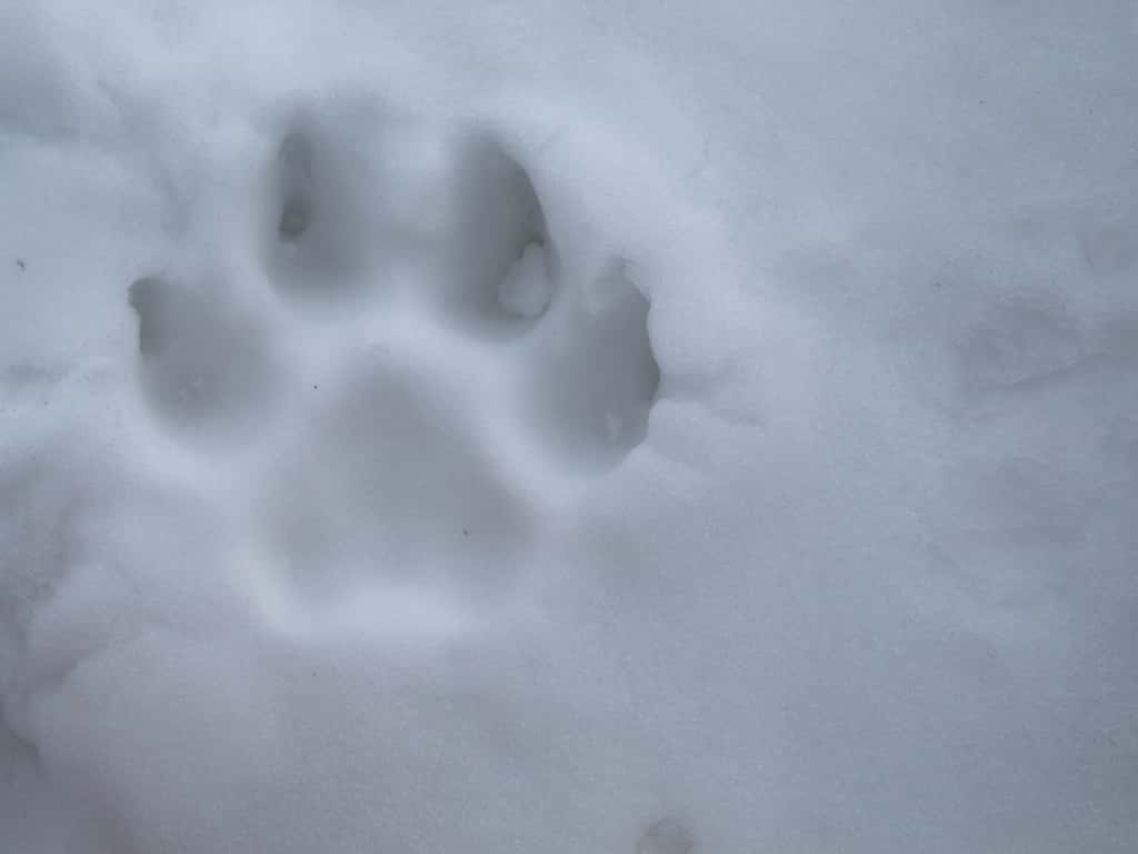 Les chiens peuvent marcher dans la neige sans aucune crainte. Ils possèdent des adaptations anatomiques (des échangeurs thermiques à contrecourant) dans les coussinets que l'ont retrouve habituellement chez des animaux vivant sous des climats froids. © C.-J. Richey121, Flickr, CC by-nc-nd 2.0