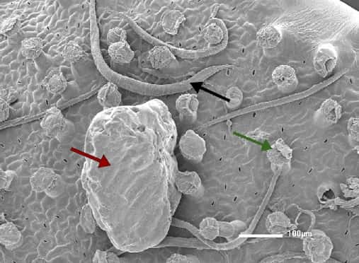 Surface d'une feuille de <em>Philcoxia minensis</em>. On distingue de nombreux nématodes (flèche noire), glandes sécrétrices (flèche verte) et un grain de sable (flèche rouge). © Pereira <em>et al.</em> 2012, <em>Pnas</em>