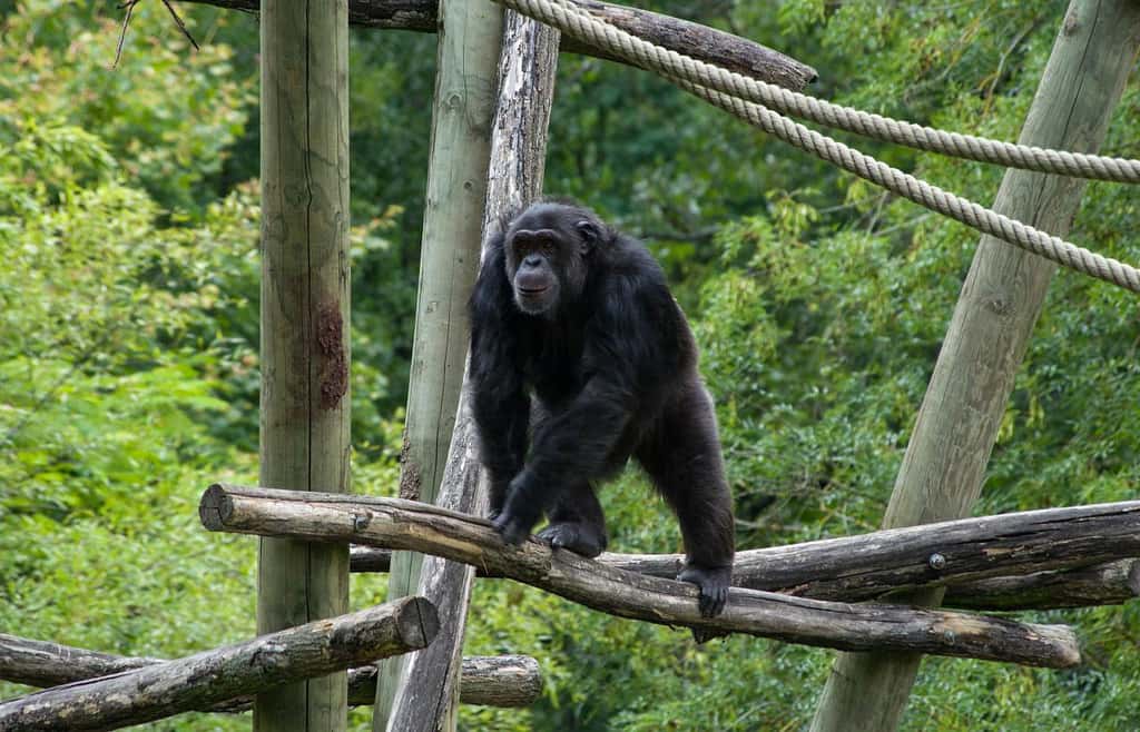 Les chimpanzés se battent aussi pour l'accès aux femelles. Les combats entre mâles peuvent être parfois très violents, mais rarement mortels. Sauf dans le cas où un individu mâle étranger tombe sur un groupe voisin... © JoyTek, Flickr, cc by sa 2.0
