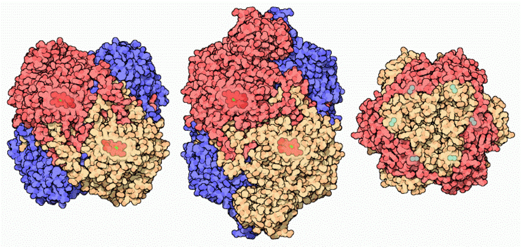 Des exemples de modélisations de différentes catalases, des enzymes. © RCSB Protein Data Bank