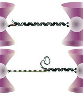 Des pinces optiques (en rose) ont déjà été utilisées pour étirer un brin d'ADN fixé à deux particules diélectriques et tester sa résistance. Au-delà d'une certaine force, le brin d'ADN s'ouvre. © <em>Nature Physics</em>
