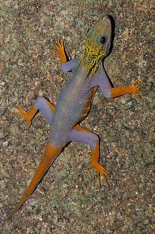 <em>Cnemaspis psychedelica</em>, un gecko multicolore découvert sur une île du Vietnam. © Lee Grismer