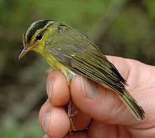 <em>Phylloscopus calciatilis</em>, le seul oiseau, parmi les 208 nouvelles espèces, découvert en 2010 dans la région du Mékong. © Ulf Johansson, <em>Swedish Museum of Natural History</em>