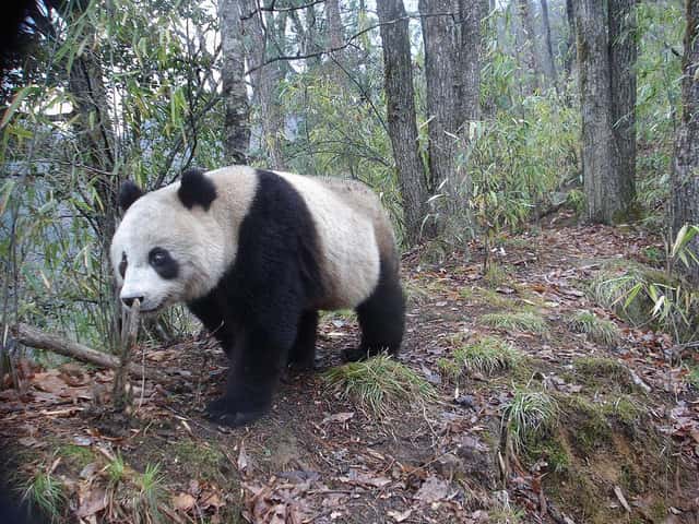 Un panda géant (<em>Ailuropoda melanoleuca</em>) en liberté dans une forêt en Chine. © Siwild, Flickr, cc by nc sa 2.0