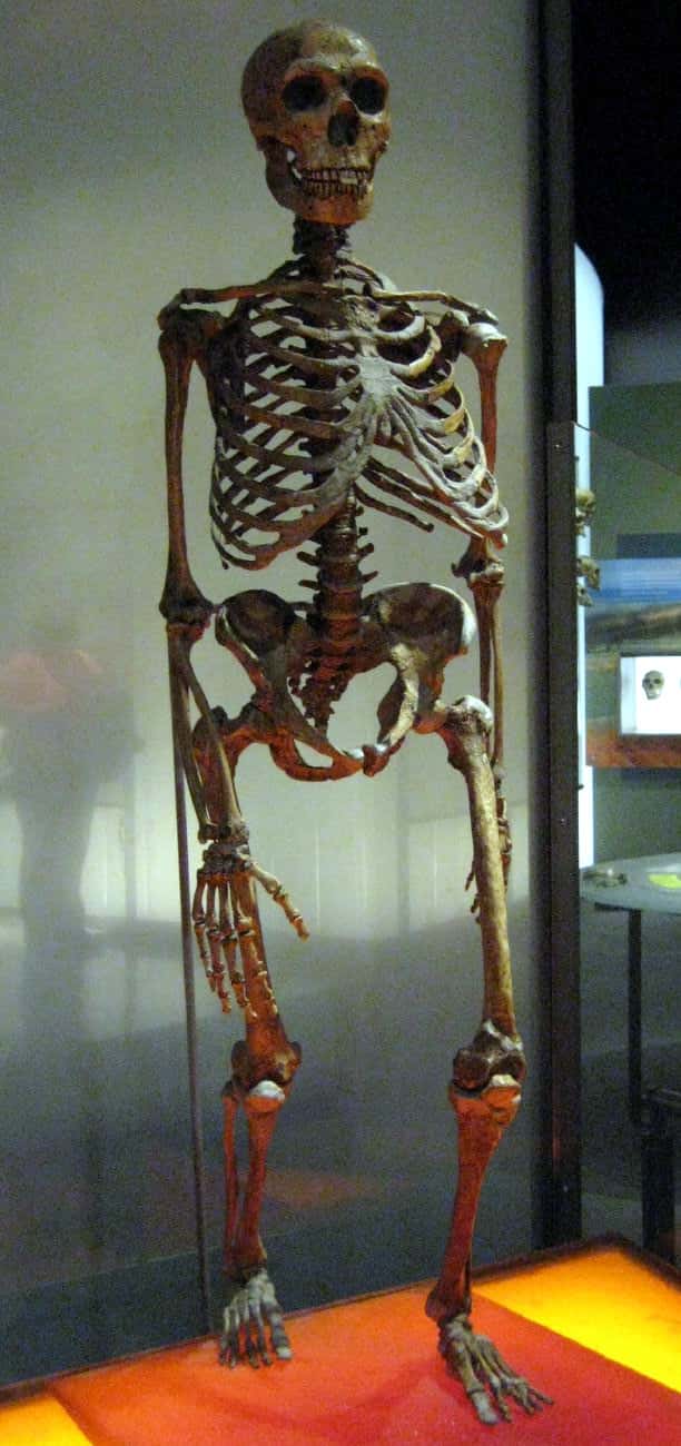 Les squelettes de l'Homme de Néandertal et de l'Homme moderne sont relativement similaires. <em>Homo neanderthalensis</em> (que l'on voit ici) est cependant plus trapu qu'<em>Homo sapiens</em>. © Claire Houck, Flickr, cc by sa 2.0