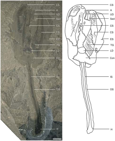 Un fossile de <em>Siphusauctum gregarium</em>. La barre d'échelle (le trait blanc) mesure 5 mm. Légende du dessin : A - Anus, Con - structure conique, CS - segments filtrants, ES - gaine externe, H - attache, IS - tige interne, LD - système digestif inférieur, OS - tige externe, Sed - sédiment, TG - rainure externe, UD - système digestif supérieur. © O'Brien et Caron, 2012, <em>Plos One</em>