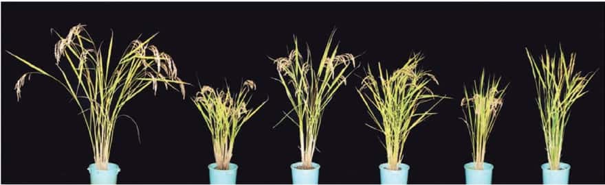 La souche sauvage de riz « hitomebore » se trouve à gauche de l'image. Les 5 autres plants sont des formes mutantes de la souche sauvage. Les nouvelles variétés présentant des caractères intéressants seront utilisées pour la suite des expériences. Cette technique permet d'isoler des gènes d'intérêt. © Adapté de Abe <em>et al. </em>2012, <em>Nature Biotechnology</em>