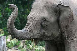 L'éléphant de Sumatra est en danger critique d'extinction. © WWF Indonésie/Samsul Komar