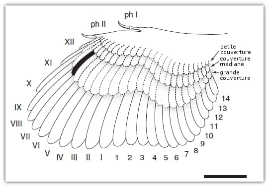 Reconstitution de l'aile d'archéoptéryx. En pointillés, les tectrices (ou plumes de couverture, qui forment le duvet et qui, sur l'aile, recouvrent le calamus des autres plumes, les rémiges). En trait plain, les rémiges primaires (de I à XII) et secondaires (de 1 à 14). En noir, l'emplacement de l'aile étudiée, selon les chercheurs. Les phalanges (Ph I et Ph II) sont également représentées. Barre d'échelle : 5 cm. © Ryan Carney <em>et al.</em> 2012, <em>Nature Communications</em>