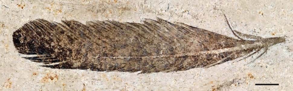 Photographie de la plume fossilisée. Barre d'échelle : 5 mm. © Ryan Carney <em>et al.</em> 2012, <em>Nature Communications</em>