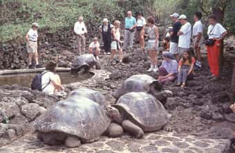 Le tourisme est très réglementé dans l'archipel des Galápagos. Tous les visiteurs doivent être accompagnés d'un guide. En 2008, 173.000 touristes ont visité l'un des 70 sites autorisés. © Unesco, Daniel Fitter