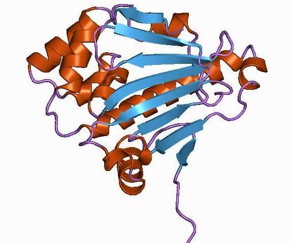 La protéine Hsp90, représentée ici dans une structure tridimensionnelle, est fondamentale dans la bonne santé des cellules cancéreuses. Mais elle l'est aussi pour les cellules saines. L'inhibition de cette molécule pourrait soigner du cancer, mais quid des effets secondaires ? © <em>Jawahar Swaminathan and MSD staff at the European Bioinformatics Institute</em>, Wikipédia, DP