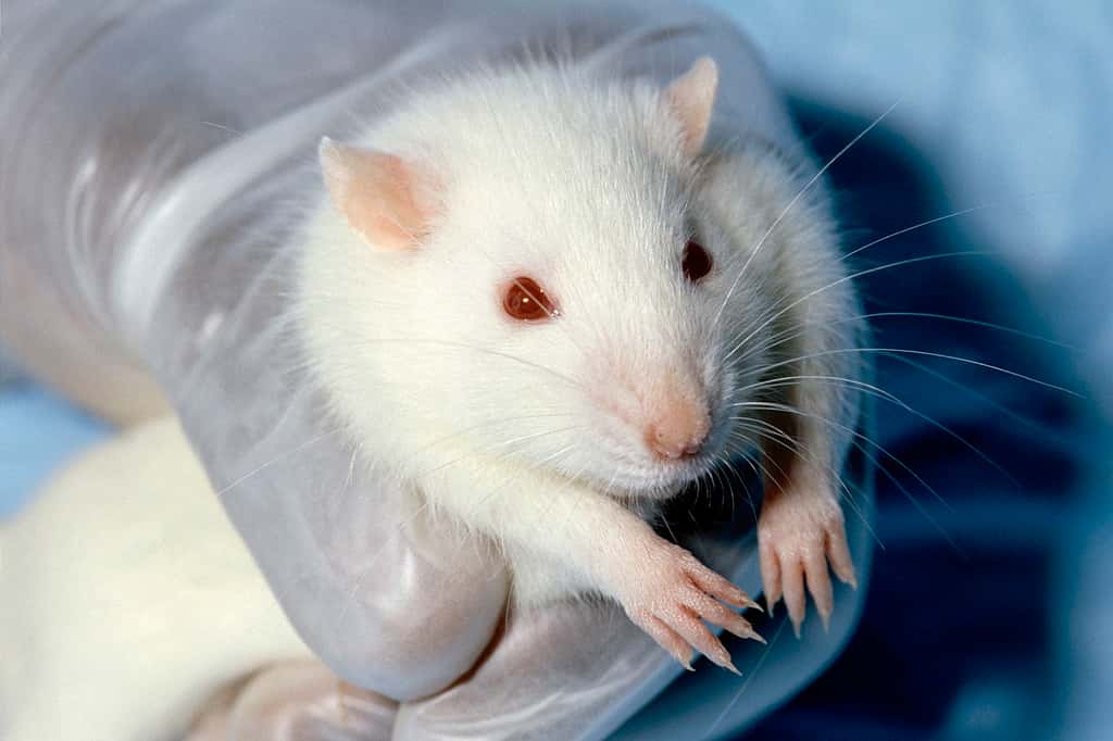 Après des siècles d'utilisation chez l'Homme, les rats nous confirment que la pratique du JSK favorise vraiment la cicatrisation et la restauration des fonctions motrices après une lésion de la moelle épinière. © Janet Stephens, Wikipédia, DP