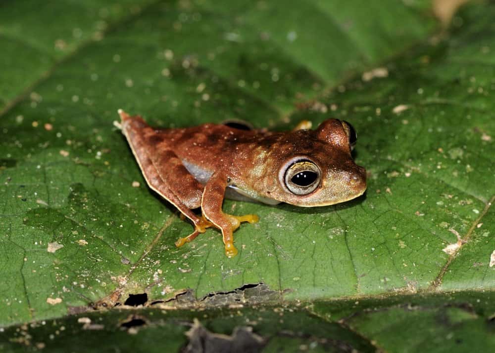 <em>Hypsiboas sp.</em>, surnommée la « grenouille cowboy » à cause de petits ergots, entre le tibia et le pied, qui évoquent des éperons. © AFP Photo/Conservation International/Paul E. Ouboter/Handout