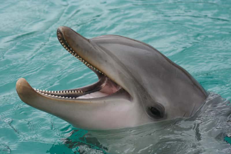 Amtan, un des dauphins du parc zoologique Planète Sauvage. © Planète Sauvage 2011