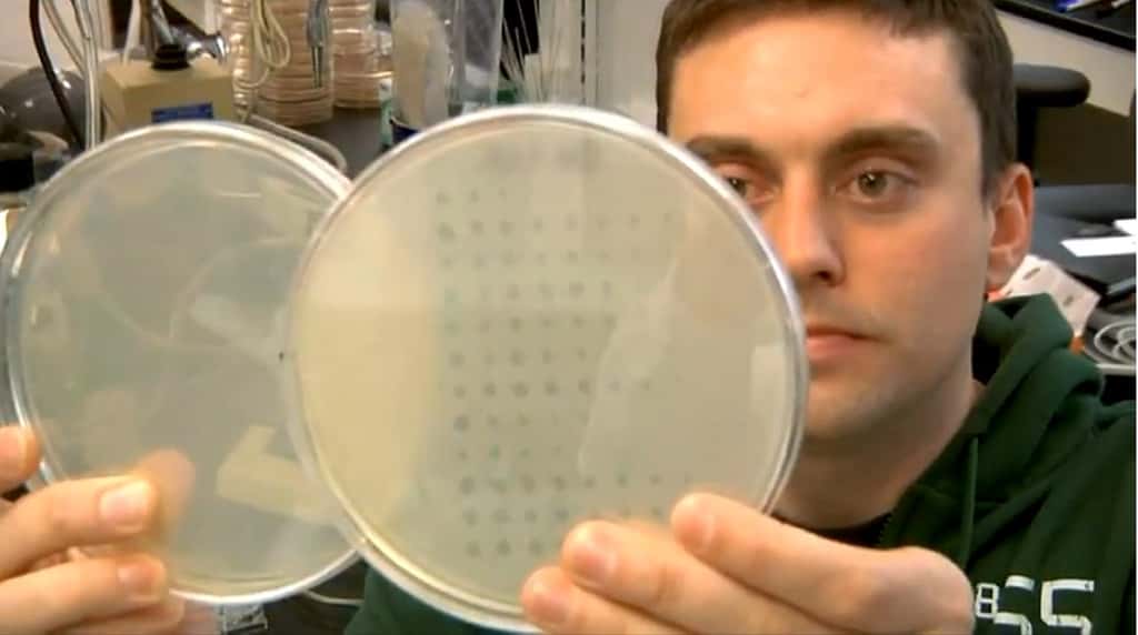 Justin Meyer, premier auteur de l'étude, observe la survie des bactéries <em>Escherichia coli</em> dans ses boîtes de Petri. On aperçoit que certaines cases sont vides, preuve que le bactériophage lambda est venu à bout de ses hôtes. Dans d'autres en revanche, les bactéries se portent bien. © MichiganStateU, Youtube