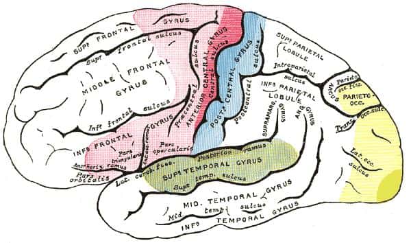 En rouge clair et plus prononcé sont représentées les aires motrices du cerveau. Les aires visuelles sont quant à elles signalées en vert et vert clair. Les informations émanant des différents secteurs sont analysées dans la région bleu claire, l'aire d'association sensorielle. © Henry Gray, <em>Grey's Anatomy</em>, DP