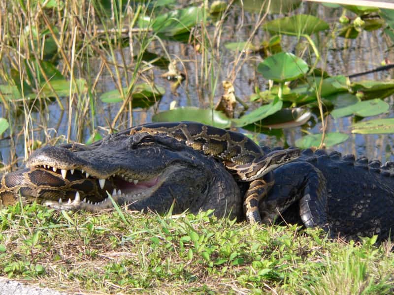 Un alligator américain attaquant un python de Birmanie. © Domaine public