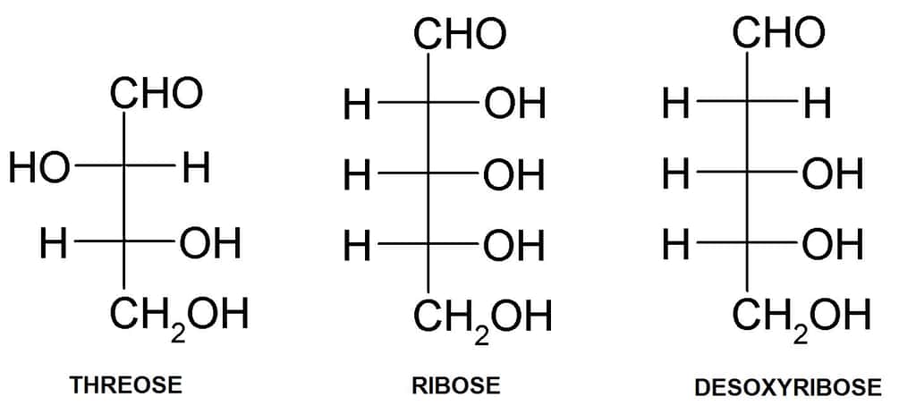 La différence entre les différents acides nucléiques réside dans le sucre qui les compose. Le thréose de l'ATN est une molécule plus simple car elle possède un atome de carbone en moins que le ribose de l'ARN ou le désoxyribose de l'ADN. De ce fait, ce glucide peut être synthétisé plus facilement de manière spontanée. © Janlou Chaput, Futura-Sciences 