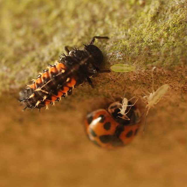 Une larve et un adulte de coccinelle asiatique face à des pucerons. © polandeze, Flickr, cc by nc 2.0