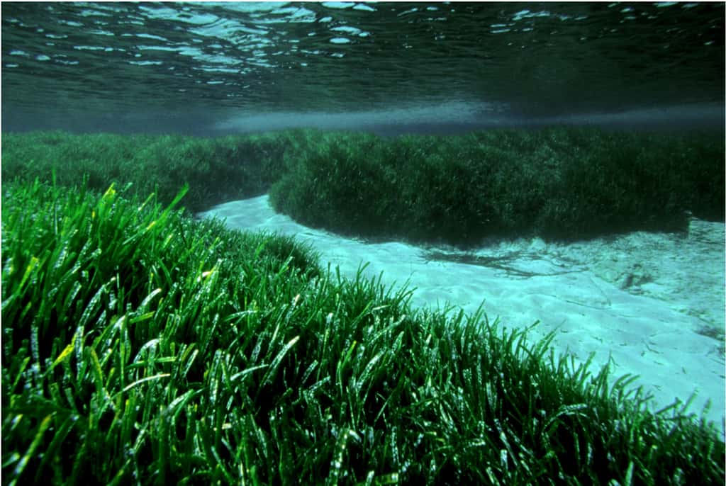 Voici l'organisme vivant le plus âgé de la Terre. Un mètre carré d'herbier produirait 14 litres d'oxygène par jour. Cette plante est donc un véritable poumon pour la Méditerranée. © Arnaud-Haond <em>et al.</em> 2012, <em>Plos One</em>
