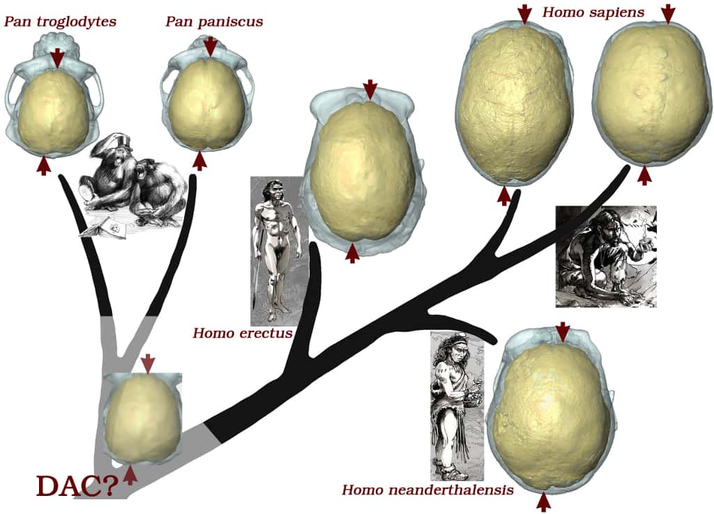 Arbre évolutif simplifié des hominidés et asymétries neuroanatomiques partagées. © A. Balzeau (CNRS/MNHN) et dessins de O.M. Nadel